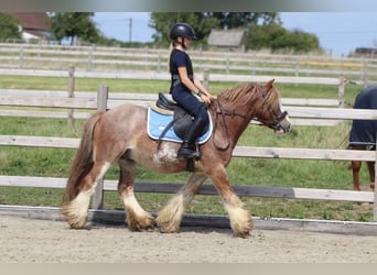Tinker, Ruin, 8 Jaar, 138 cm, Roan-Red