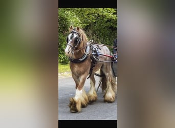 Tinker, Ruin, 8 Jaar, 138 cm, Roan-Red