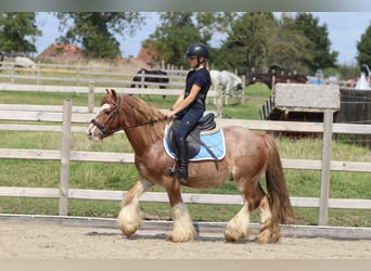 Tinker, Ruin, 8 Jaar, 138 cm, Roan-Red