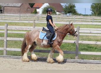 Tinker, Ruin, 8 Jaar, 138 cm, Roan-Red