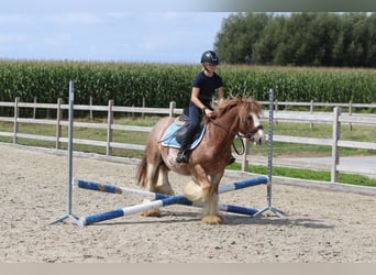 Tinker, Ruin, 8 Jaar, 138 cm, Roan-Red