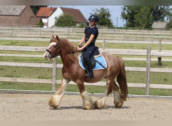 Tinker, Ruin, 8 Jaar, 138 cm, Roan-Red
