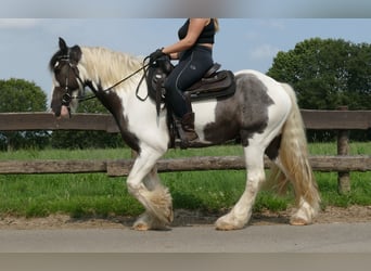 Tinker, Ruin, 8 Jaar, 147 cm, Gevlekt-paard