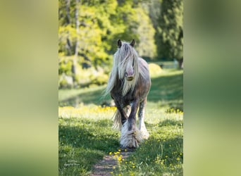 Tinker, Ruin, 8 Jaar, 149 cm