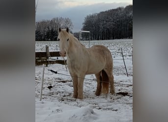 Tinker, Ruin, 8 Jaar, 150 cm, Schimmel