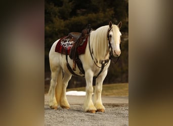 Tinker, Ruin, 8 Jaar, 150 cm, Tobiano-alle-kleuren