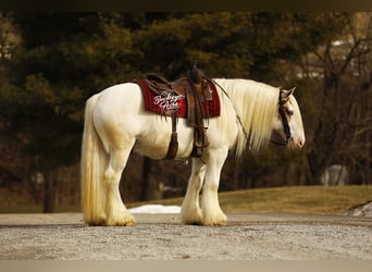 Tinker, Ruin, 8 Jaar, 150 cm, Tobiano-alle-kleuren