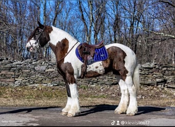 Tinker, Ruin, 8 Jaar, 152 cm, Tobiano-alle-kleuren