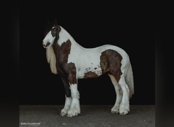 Tinker, Ruin, 8 Jaar, 152 cm, Tobiano-alle-kleuren