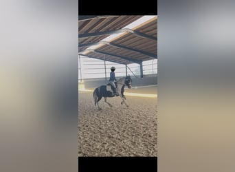 Tinker, Ruin, 8 Jaar, 153 cm, Gevlekt-paard