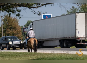 Tinker Mix, Ruin, 8 Jaar, 160 cm, Falbe