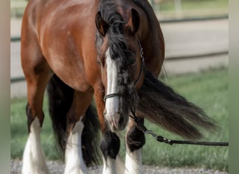 Tinker, Ruin, 8 Jaar, Roodbruin