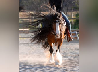 Tinker, Ruin, 8 Jaar, Roodbruin