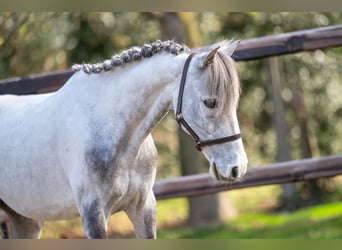 Tinker, Ruin, 9 Jaar, 118 cm