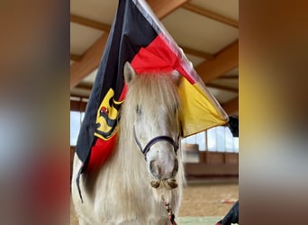 Tinker, Ruin, 9 Jaar, 135 cm, Gevlekt-paard