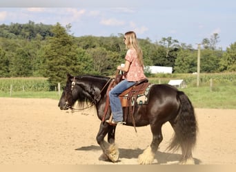 Tinker, Ruin, 9 Jaar, 135 cm, Zwart