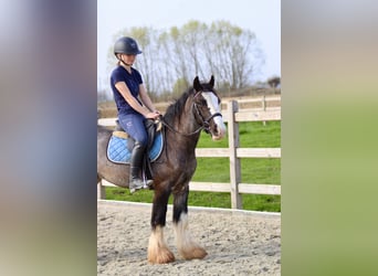 Tinker, Ruin, 9 Jaar, 136 cm, Zwart