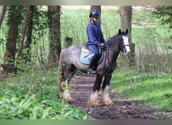 Tinker, Ruin, 9 Jaar, 136 cm, Zwart