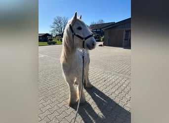 Tinker, Ruin, 9 Jaar, 138 cm, Schimmel