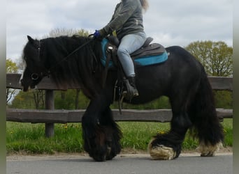 Tinker, Ruin, 9 Jaar, 143 cm, Zwart