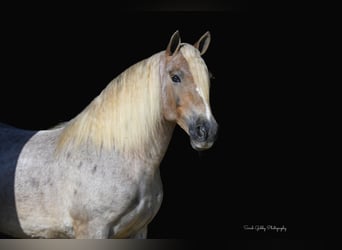 Tinker Mix, Ruin, 9 Jaar, 147 cm, Roan-Red