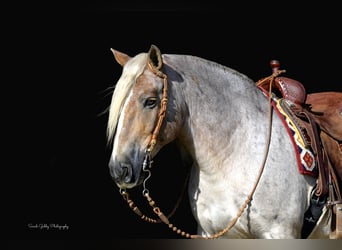 Tinker Mix, Ruin, 9 Jaar, 147 cm, Roan-Red