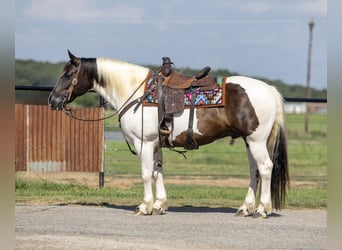 Tinker Mix, Ruin, 9 Jaar, 147 cm
