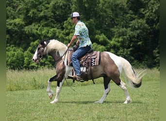 Tinker, Ruin, 9 Jaar, 150 cm, Grullo