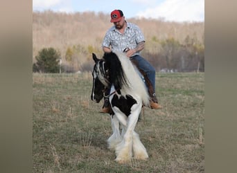 Tinker, Ruin, 9 Jaar, 150 cm, Tobiano-alle-kleuren