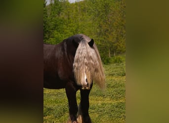 Tinker, Ruin, 9 Jaar, 152 cm