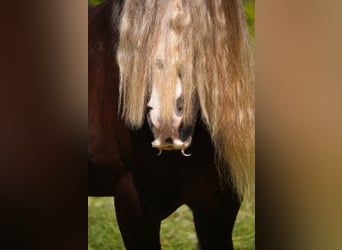 Tinker, Ruin, 9 Jaar, 152 cm