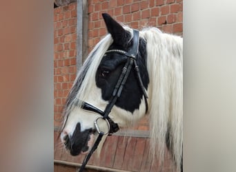 Tinker, Ruin, 9 Jaar, 157 cm, Gevlekt-paard