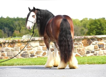 Tinker, Ruin, 9 Jaar