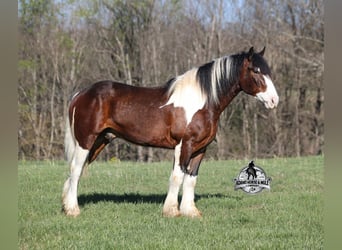 Tinker, Ruin, Veulen (01/2026), 163 cm, Tobiano-alle-kleuren