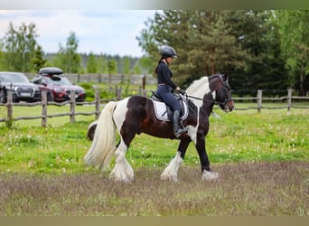 Tinker, Semental, 11 años, 155 cm