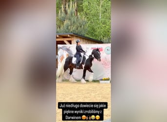 Tinker, Semental, 11 años, 155 cm