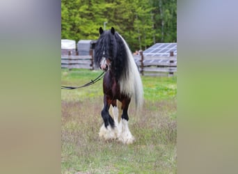 Tinker, Semental, 11 años, 155 cm
