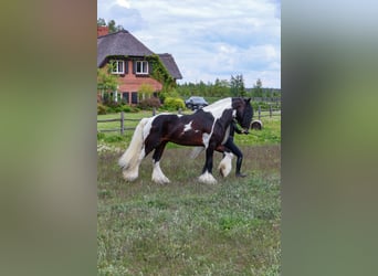 Tinker, Semental, 11 años, 155 cm