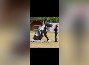 Tinker, Semental, 11 años, 155 cm