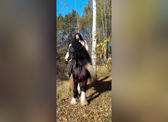 Tinker, Semental, 11 años, 155 cm