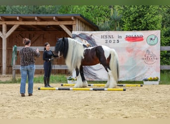 Tinker, Semental, 11 años, 155 cm
