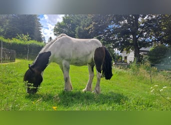 Tinker, Semental, 18 años, 150 cm