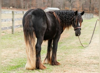 Tinker, Semental, 1 año, 132 cm, Negro