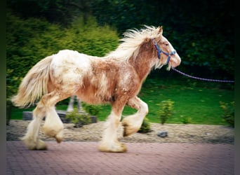Tinker, Semental, 1 año, 148 cm