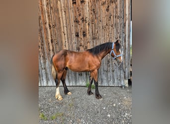 Tinker Mestizo, Semental, 1 año, 155 cm, Castaño