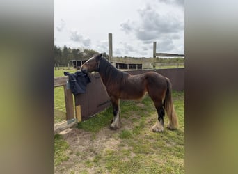 Tinker, Semental, 2 años, 139 cm, Morcillo