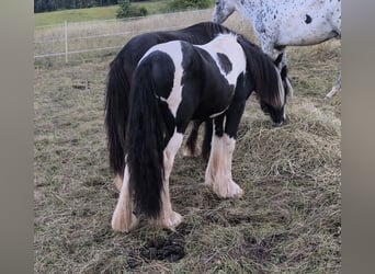 Tinker, Semental, 2 años, 148 cm, Pío