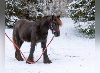 Tinker, Semental, 2 años, 154 cm, Tordo