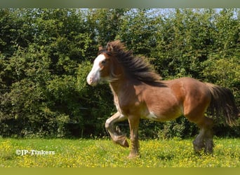 Tinker, Semental, 2 años, 155 cm, Castaño