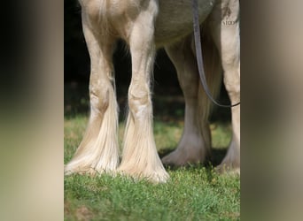 Tinker, Semental, 2 años, Cremello